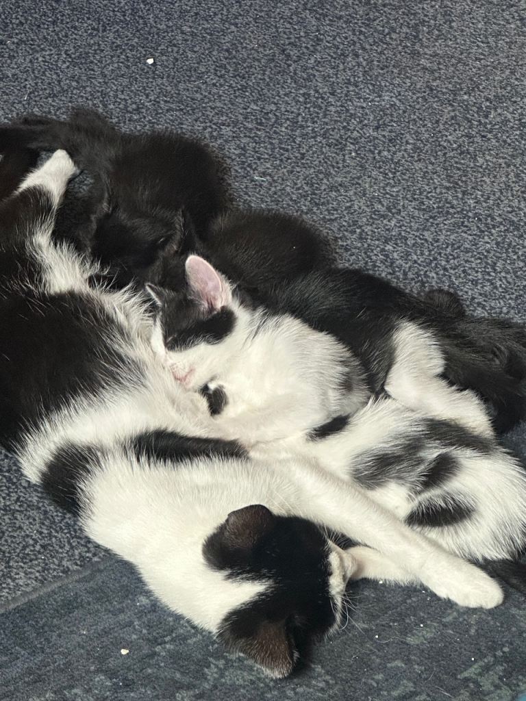 Beautiful kittens 