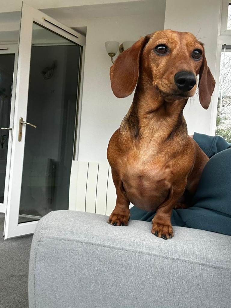 Female dachshund puppy 