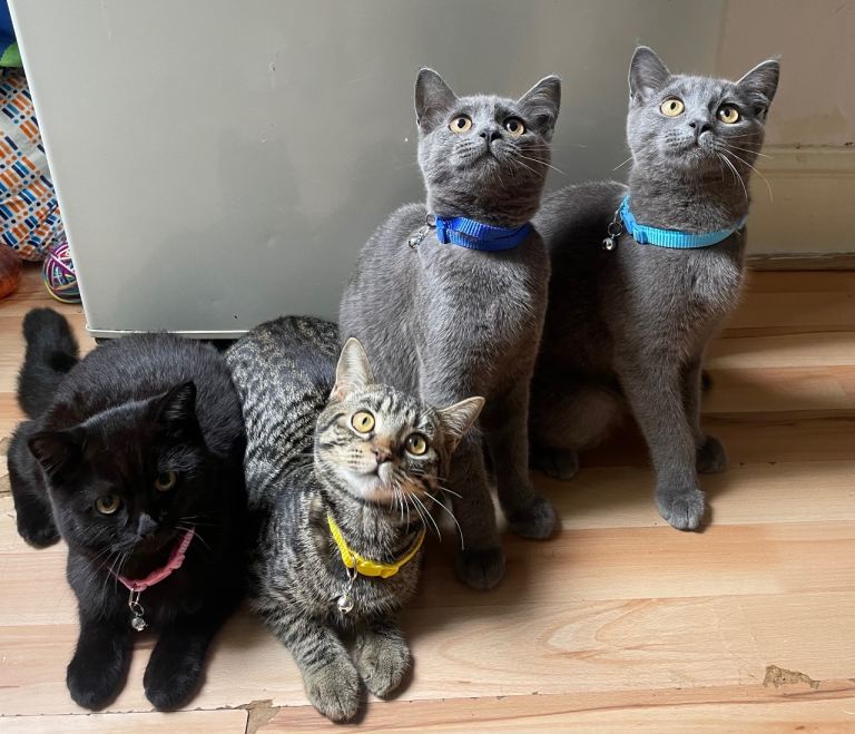 British,Scottish,Mixed American Shorthaired Kittens For Sale 