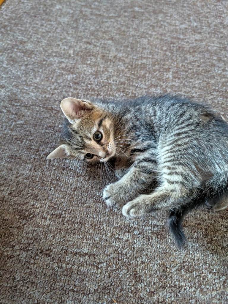 Tabby kittens