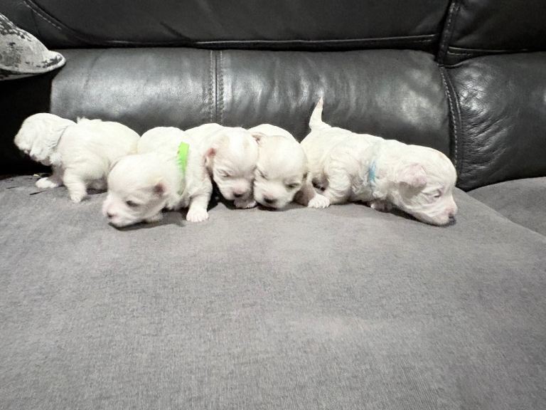 F1 Maltichon Puppies 