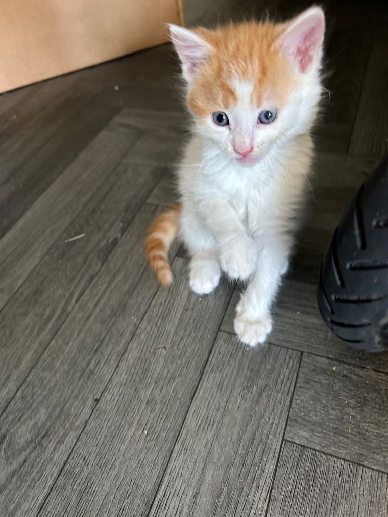 Kittens 
