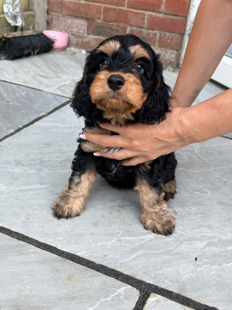 Girl cockapoo