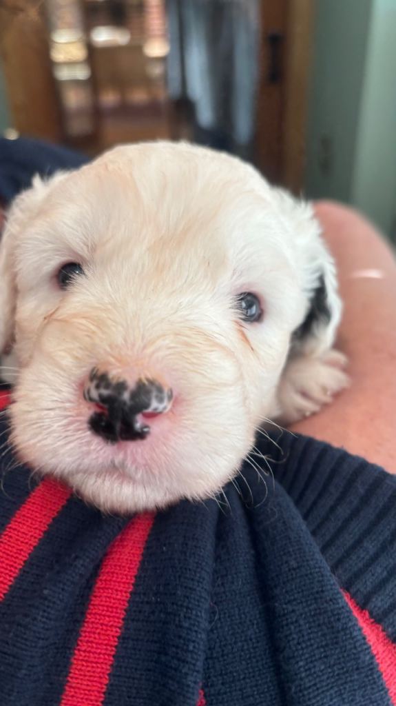 Old English Sheep Dog Puppies