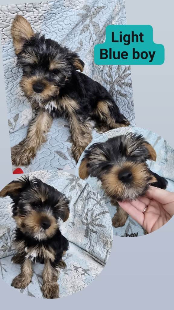 Last puppy left