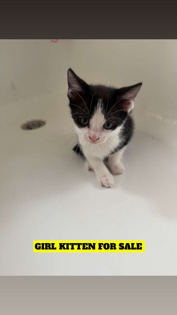 3 black and white kittens for sale 