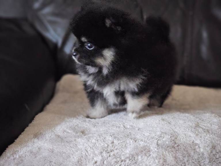 1 pomeranian baby boy