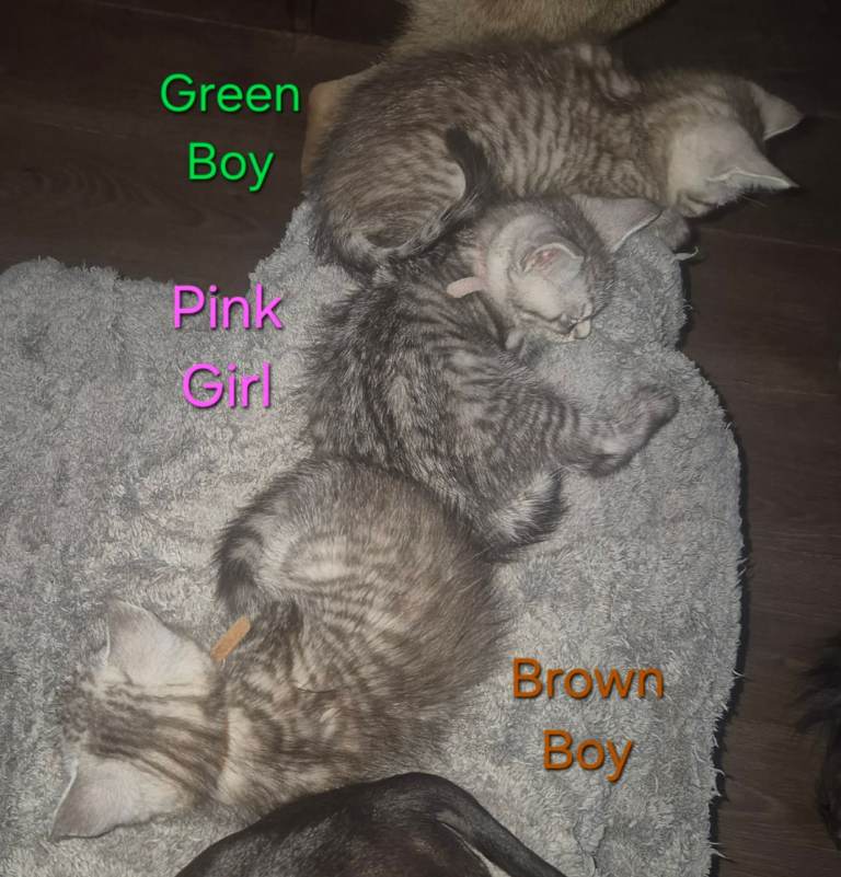 ¾ maine coon kittens