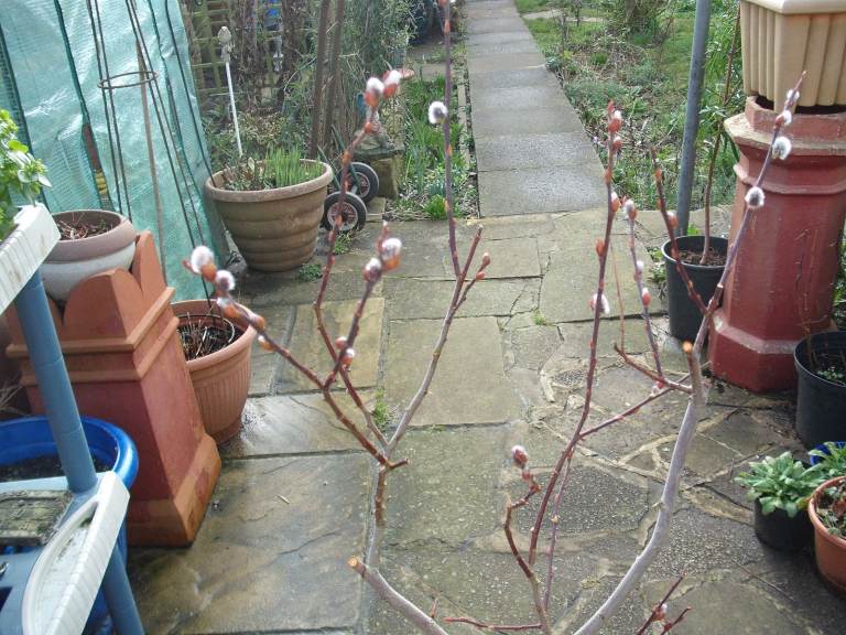 Young Pussy Willow Tree (4 ft) In Large Pot ready To Be Planted