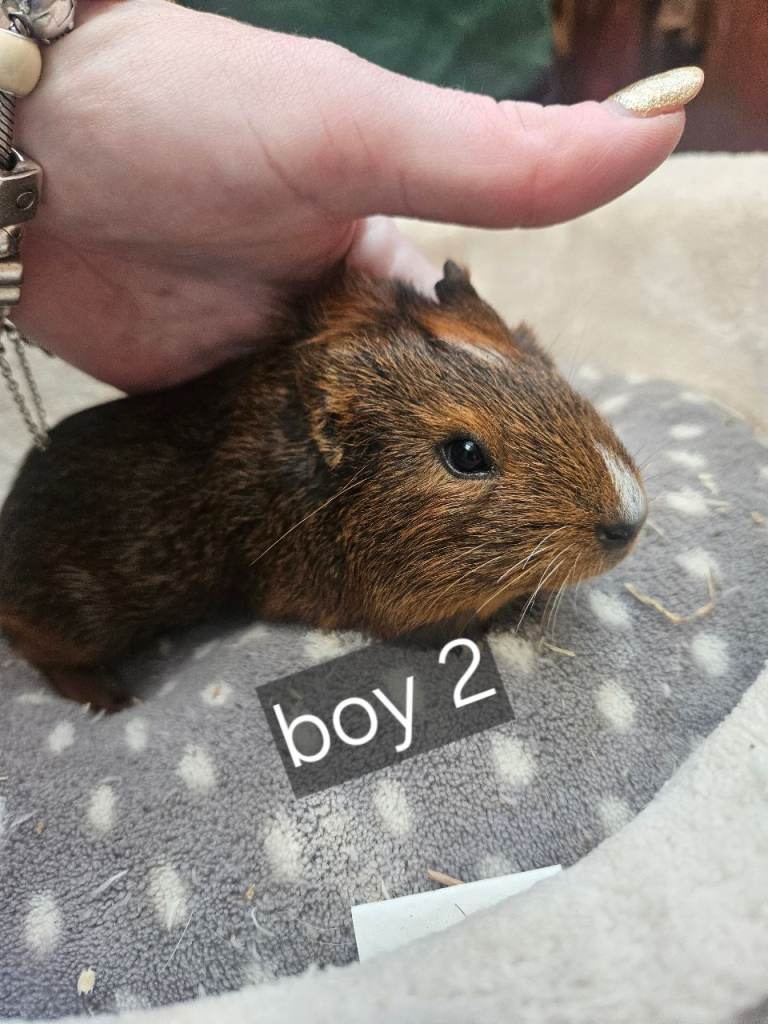 Baby boy guinea pigs