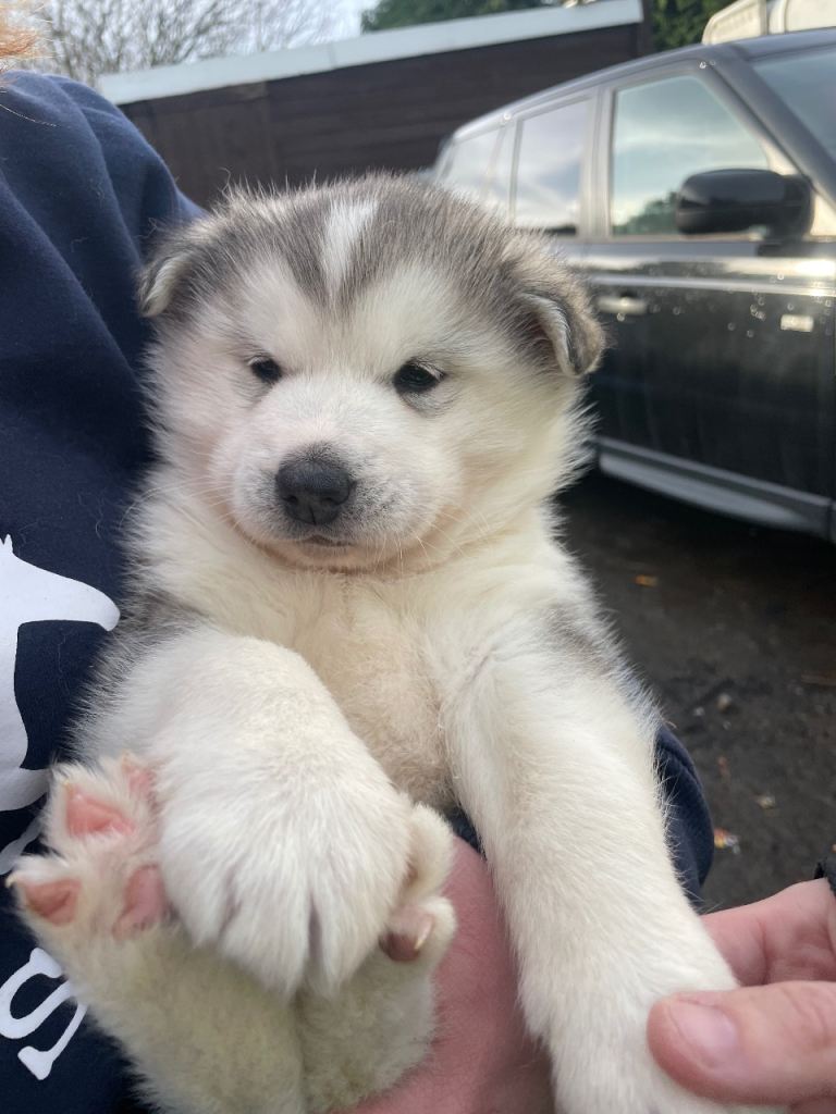 READY NOW Husky cross German Shepherd 