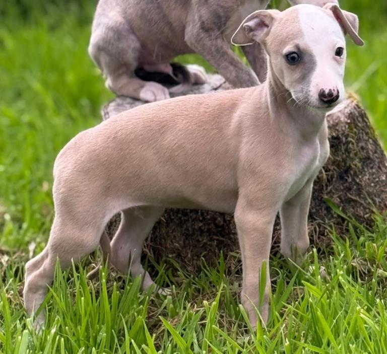 Outstanding Whippet puppies