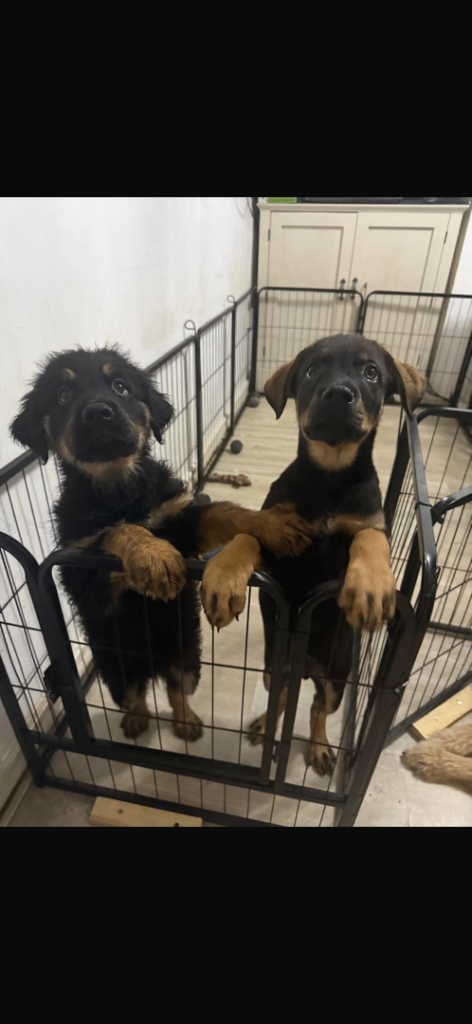 Rottweiler 