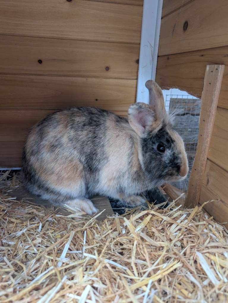 1 year old female rabbit