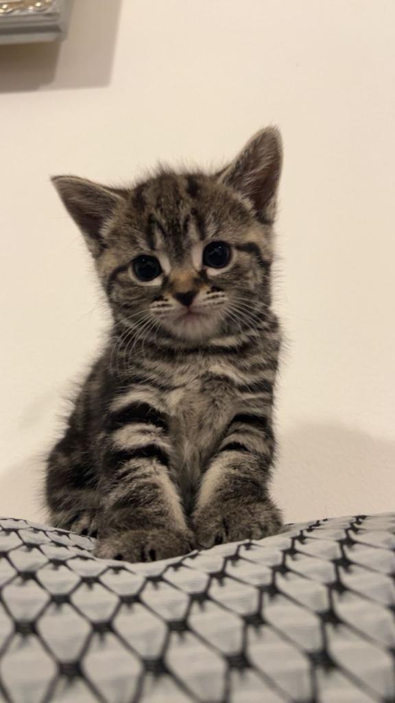 SIAMESE X FEMALE KITTEN *AVAILABLE*