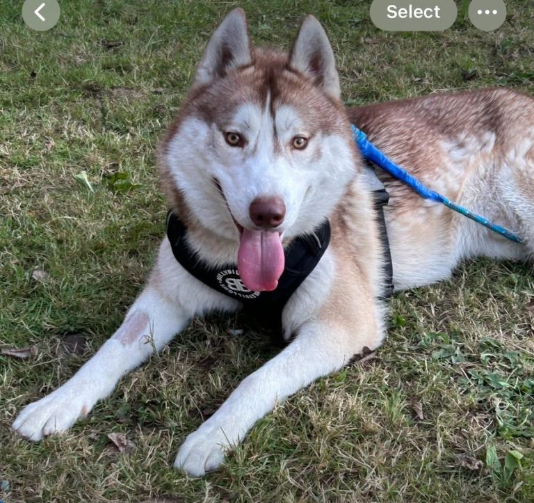 2 year old Siberian husky 