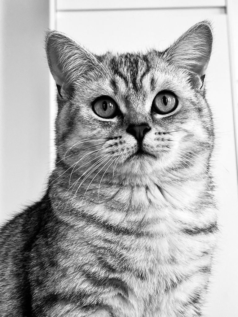 Cat classic British shorthair 