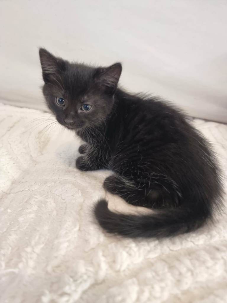 Kittens for sale