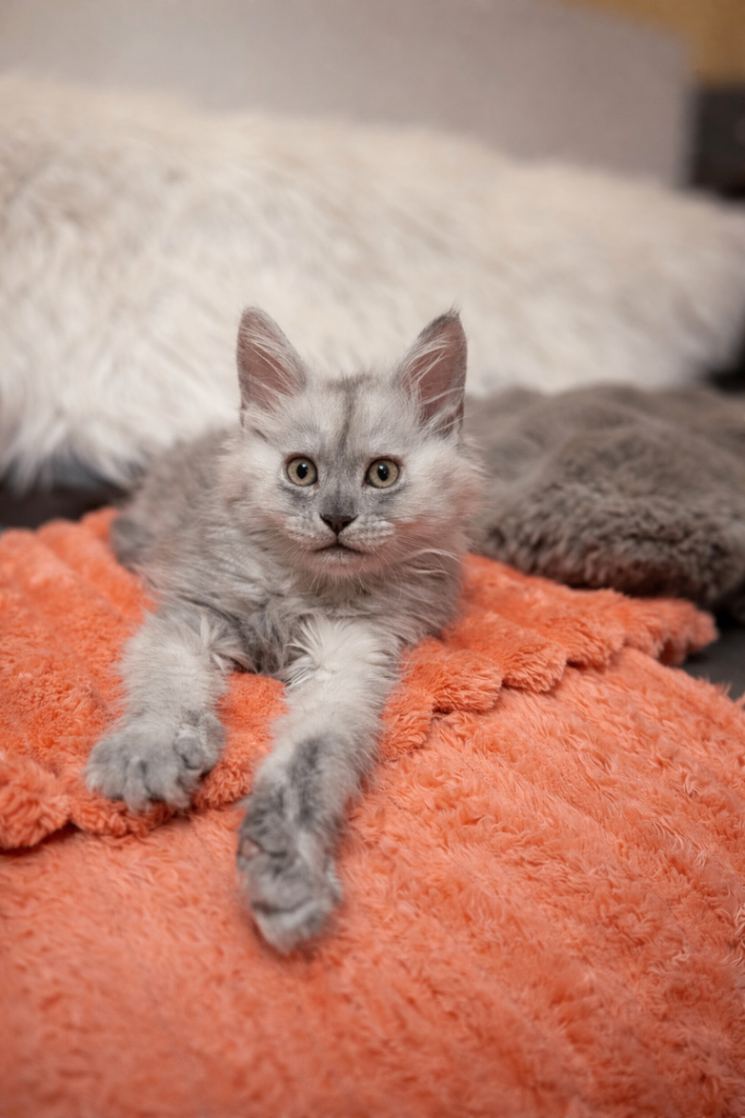 Stunning Pedigree Maine coon kittens - 3 boys 1 girl