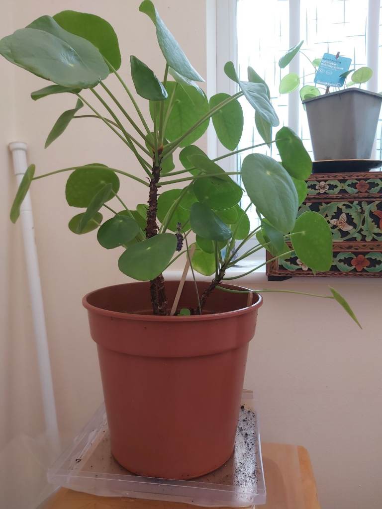 Money tree Plant