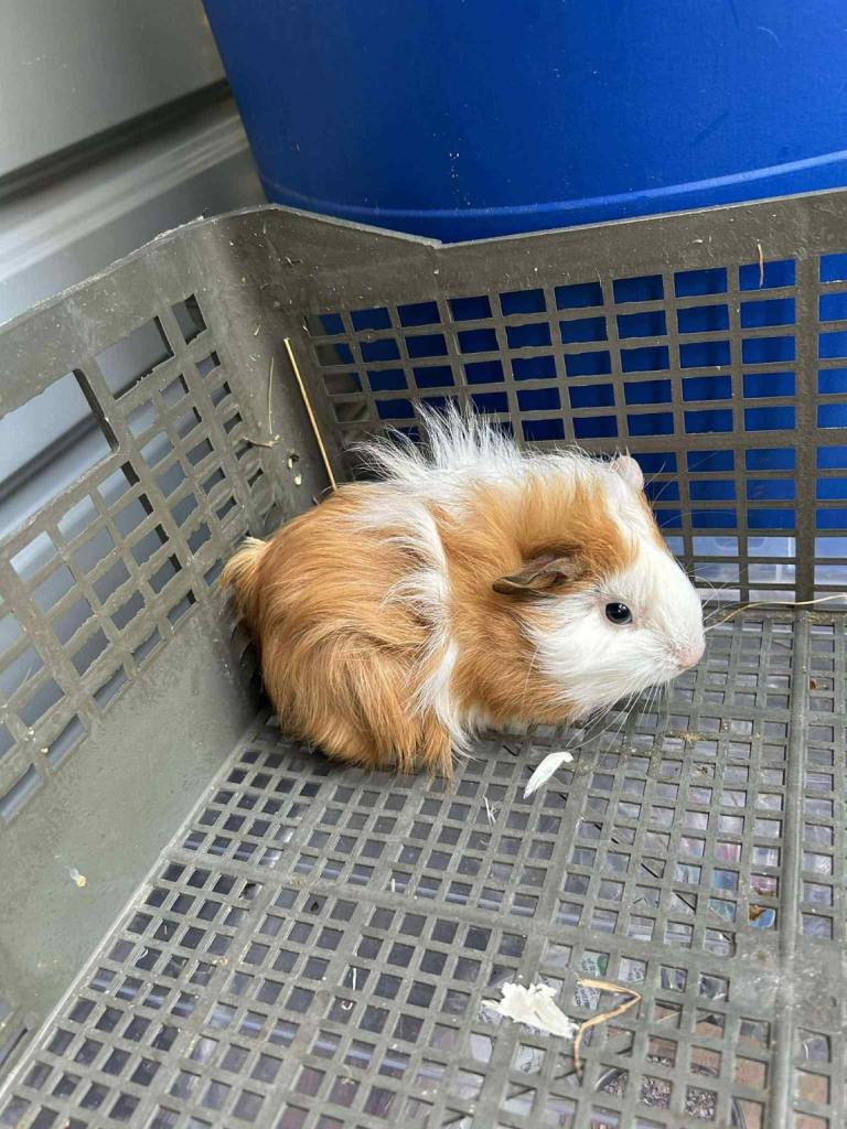 4 x Guinea pigs plus cage