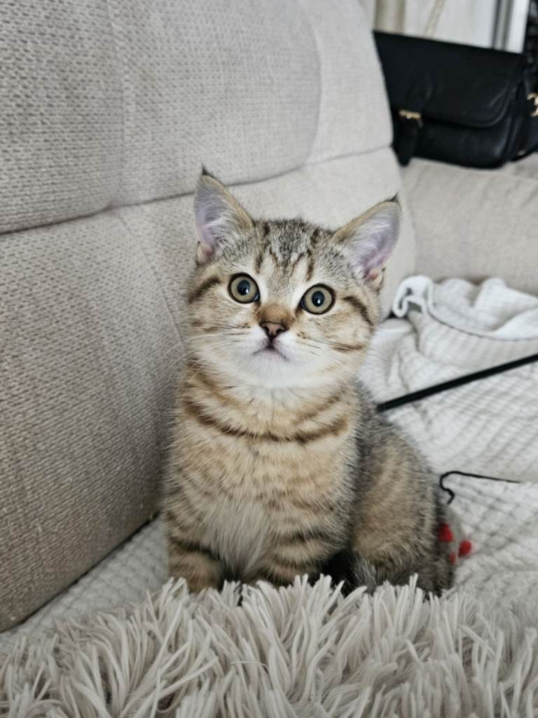 British shorthair kittens! 2 Left! 