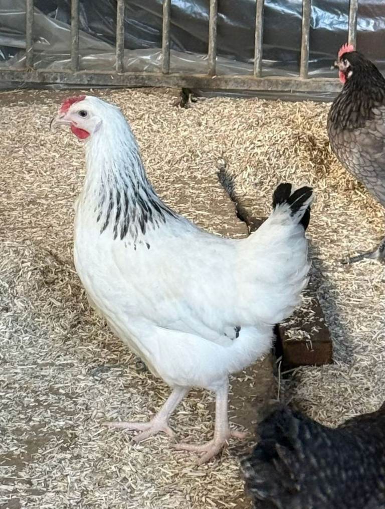 Pol pullets 20 weeks old