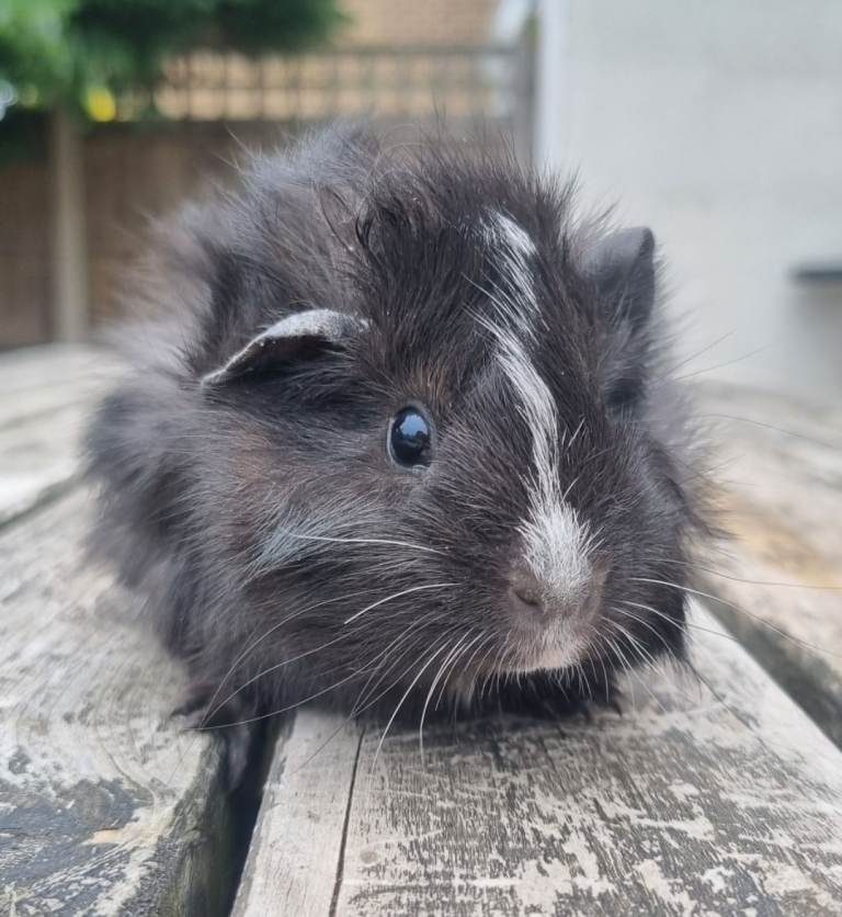 Baby guinea pigs for sale 
