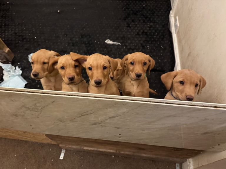 KC Registered Fox Red Labrador Puppies - Available now