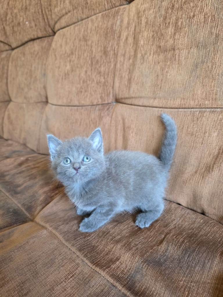 Kittens