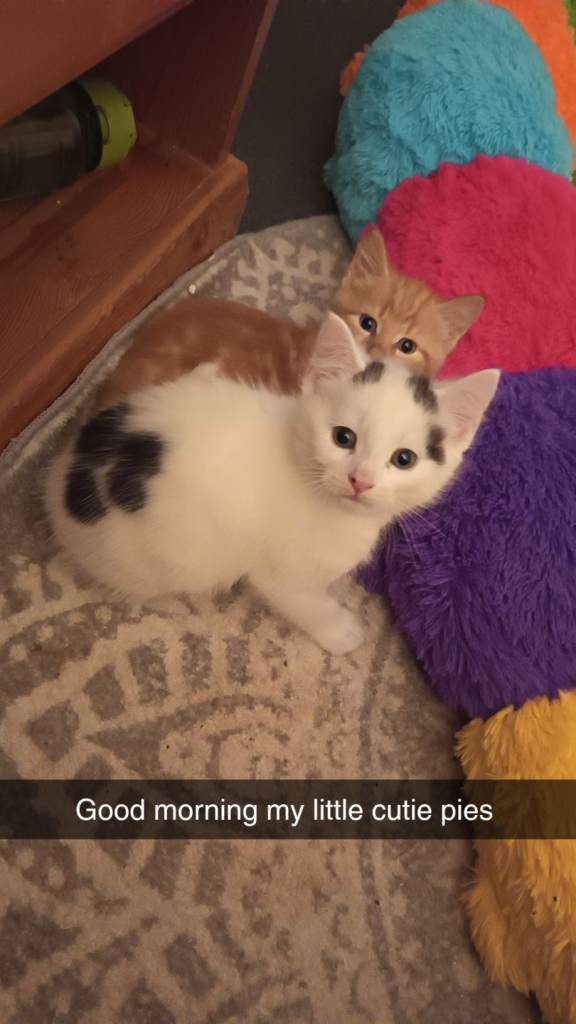 Kitties born 22nd May