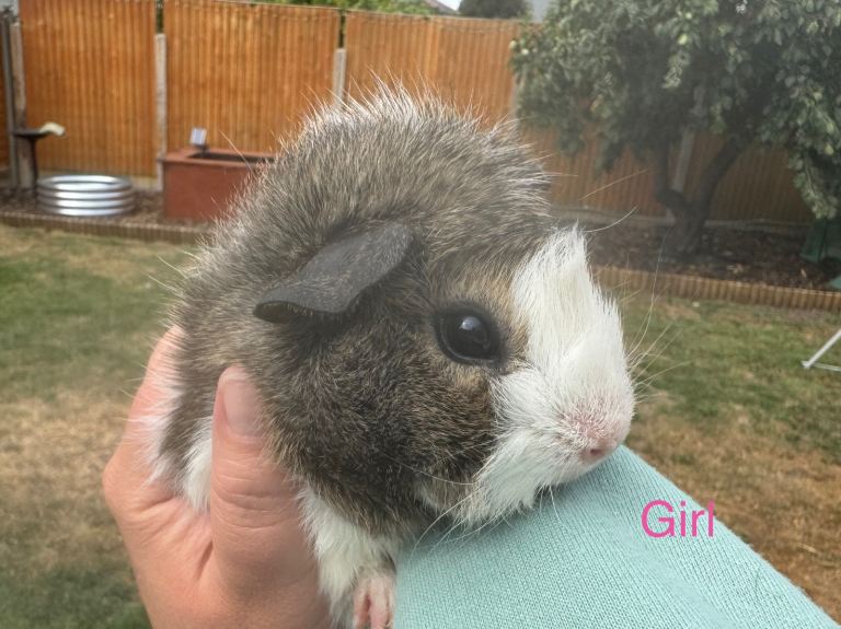 Baby guinea pigs 