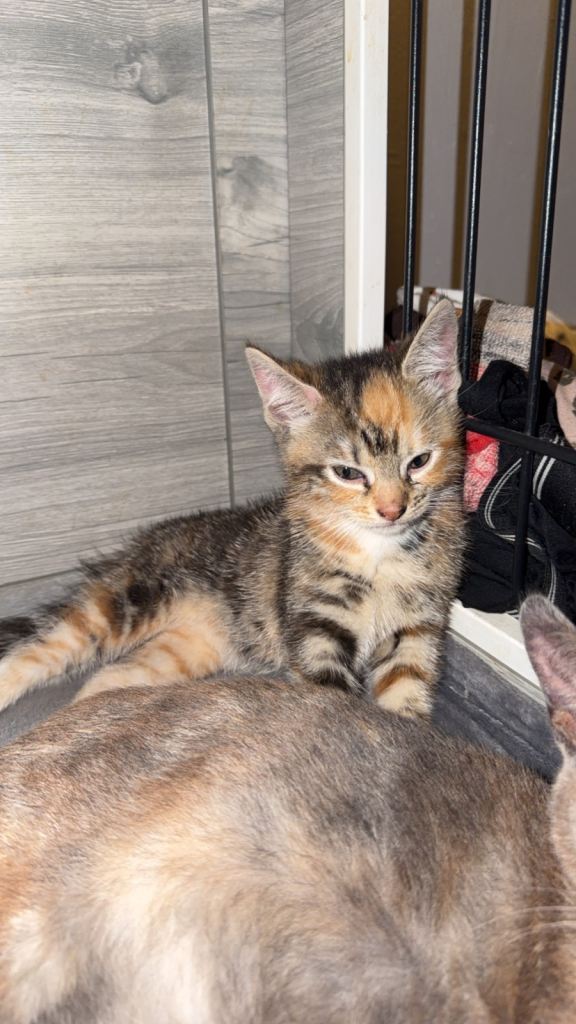 Kittens 