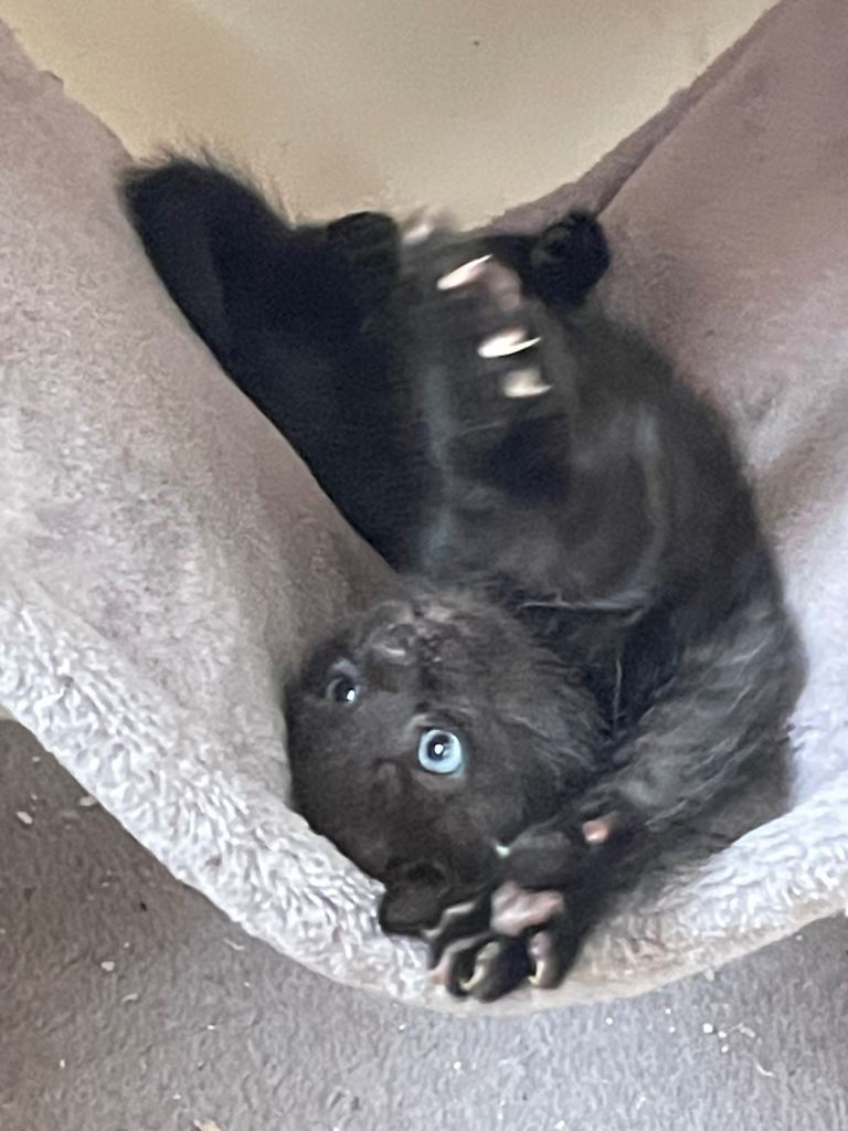Kittens