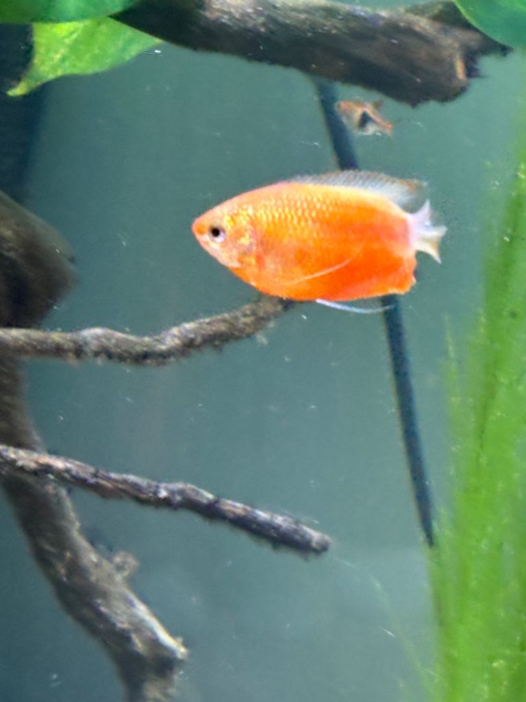 Fish and snails for sale 