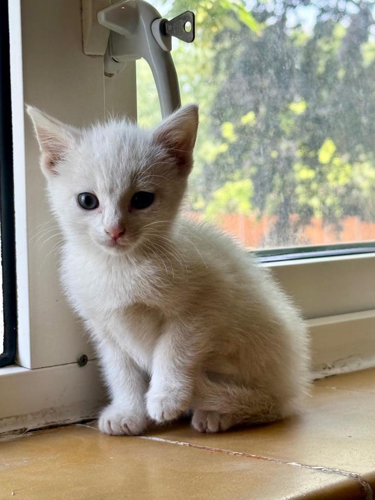 White Kitten and Tabby