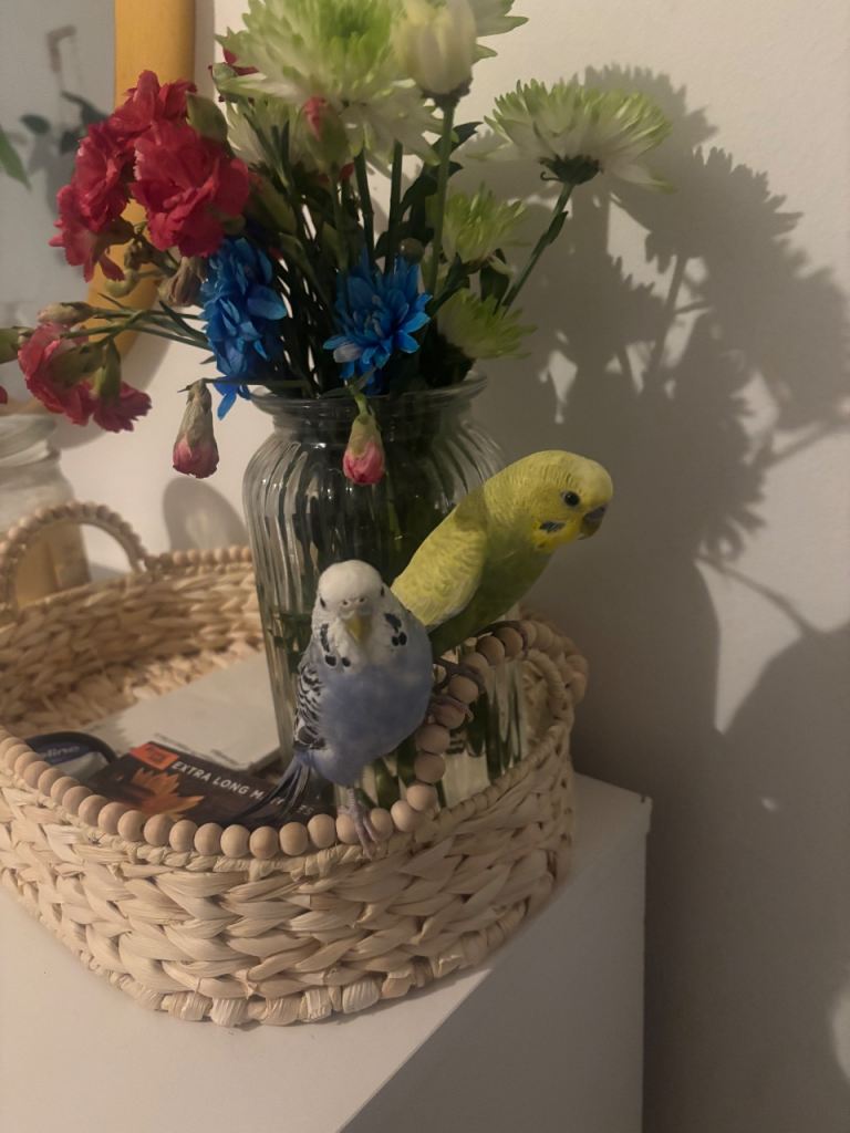 Two Friendly Budgies + Cage & Food – £60