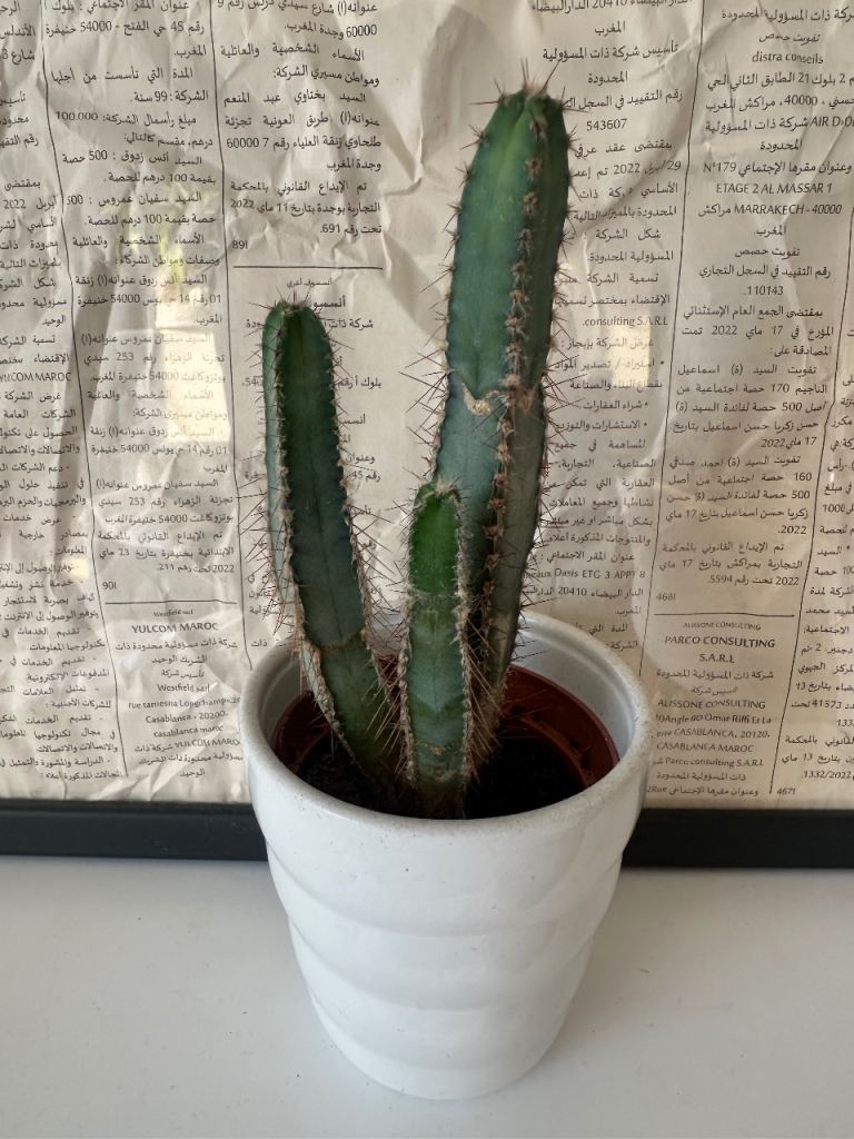 Healthy Green Cactus Plant in White Pot