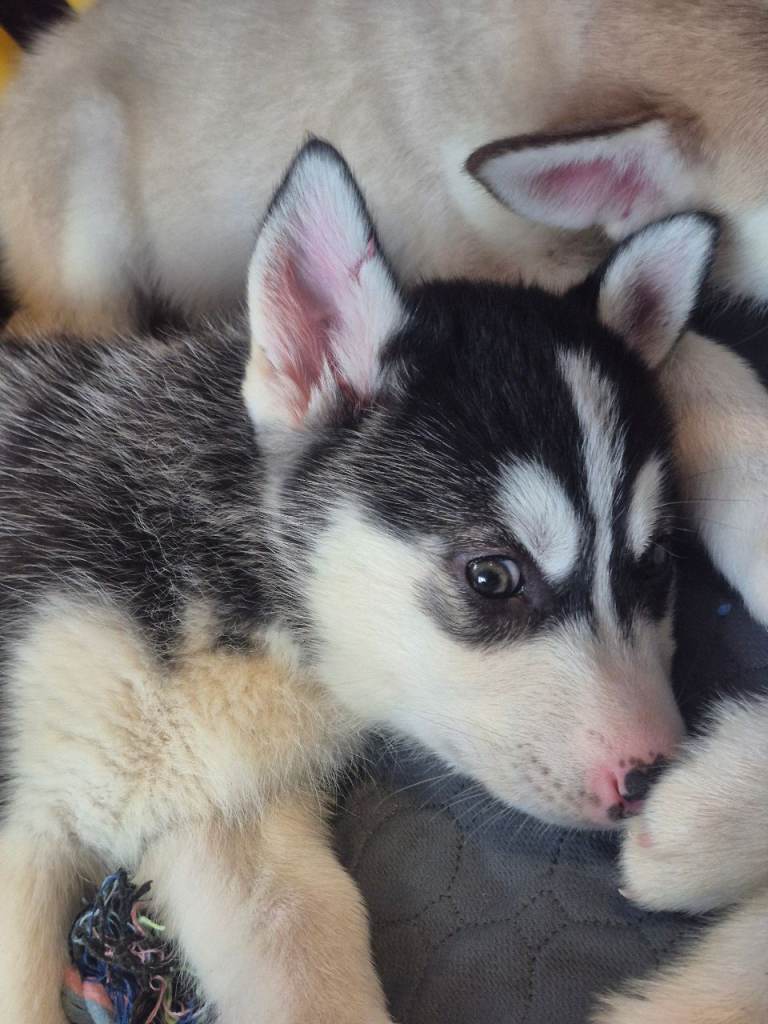 Beautiful huskymalmute puppies ready NOW ♥️