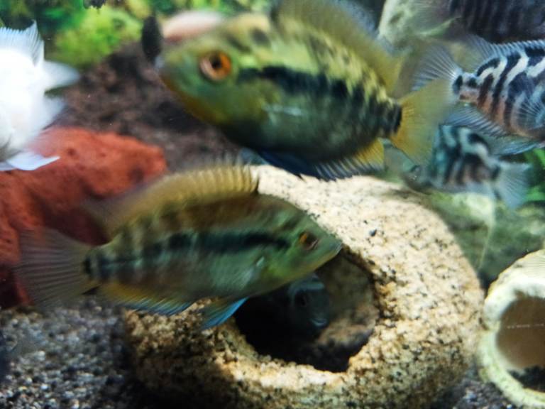Tropical fishes cichlids