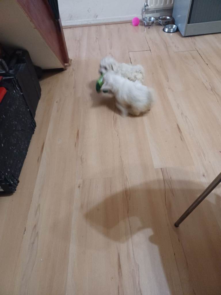 Bichon Maltez Puppies for Sale – Ready After April 20