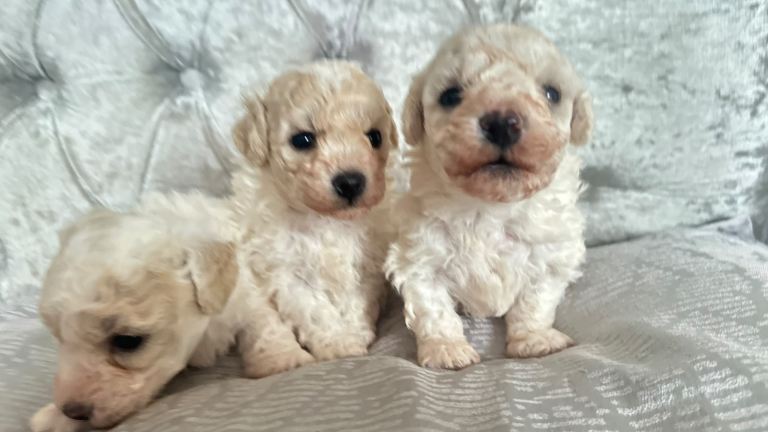 ADORABLE BICHON FRISÉ PUPPIES FOR SALE! 