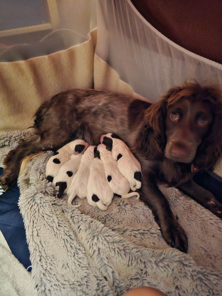 Cocker spaniel puppy 