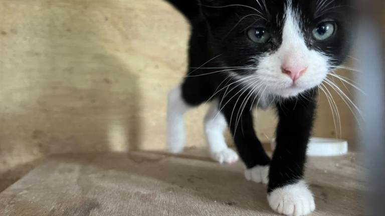 1 female kitten, 1 male kitten