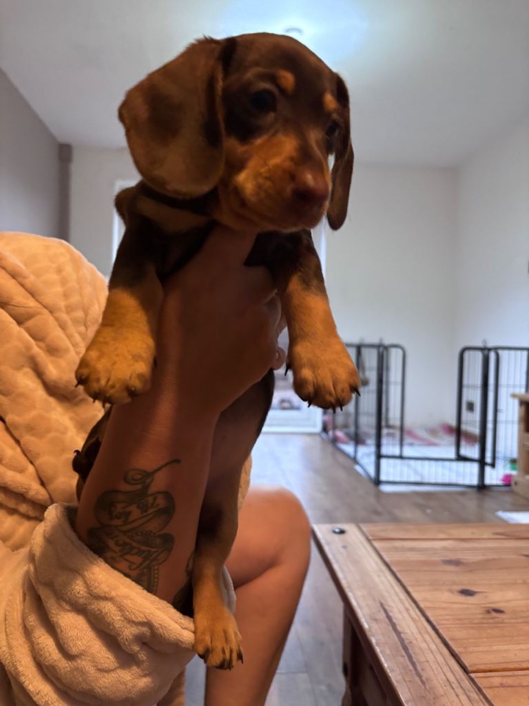 Dachshund pups only 2 brown girls left
