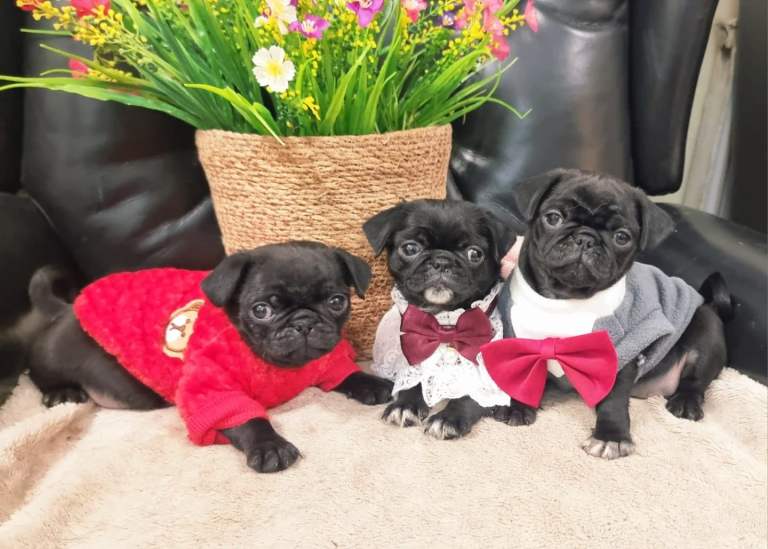 Adorable Pug puppies 