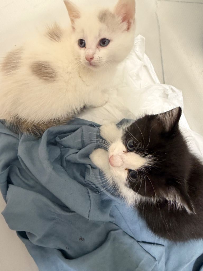 Beautiful Kittens Looking for Loving Homes