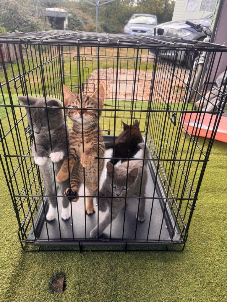 Kittens for sale ready leave now !!!