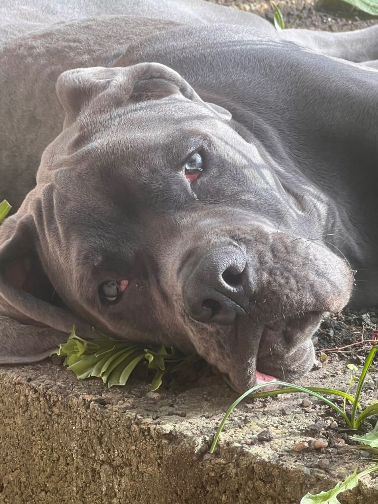 Cane Corso male 6months