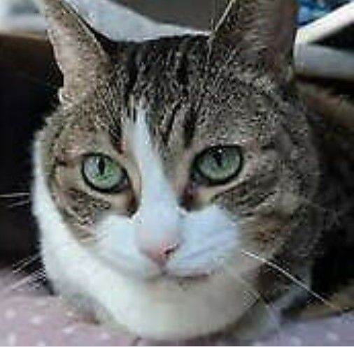 Zones 1 to 6, london wide small pet and cat sitter, house sitting for free